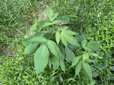 Sambucus racemosa, photographed by Pavel Kacl