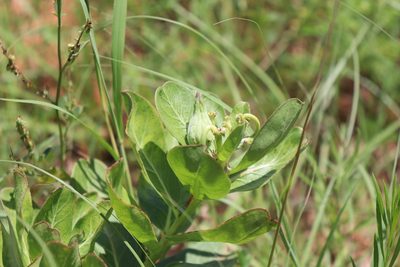 Asclepias viridis, photographed by Mark G