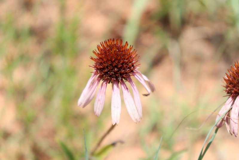 Echinacea angustifolia, photographed by Mark G