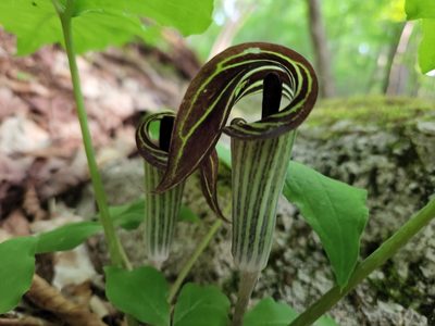 Arisaema triphyllum, photographed by Kathy Hofmeyer Woughter