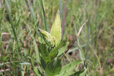 Asclepias viridis, photographed by Mark G