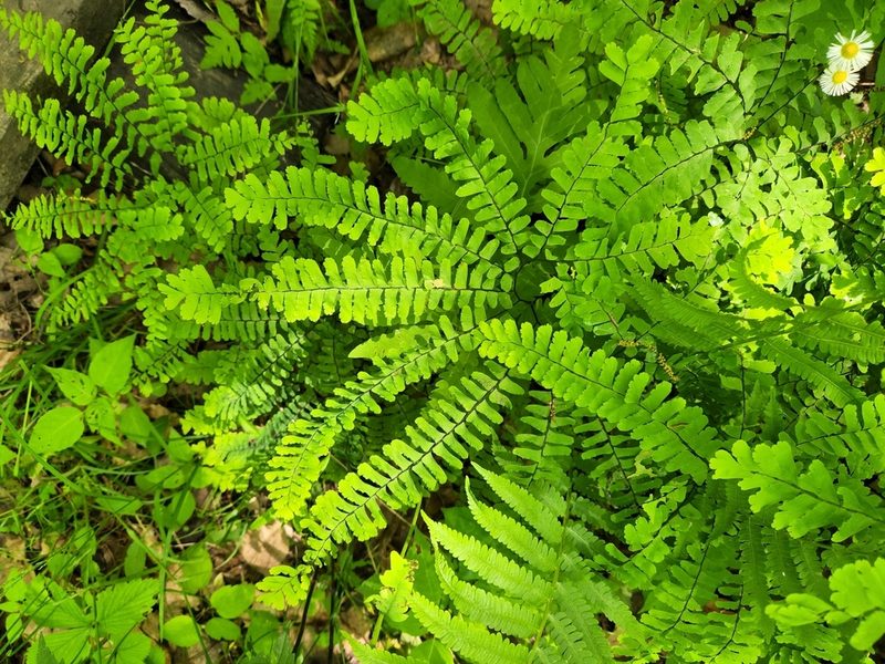 Adiantum pedatum, photographed by Kathy Hofmeyer Woughter