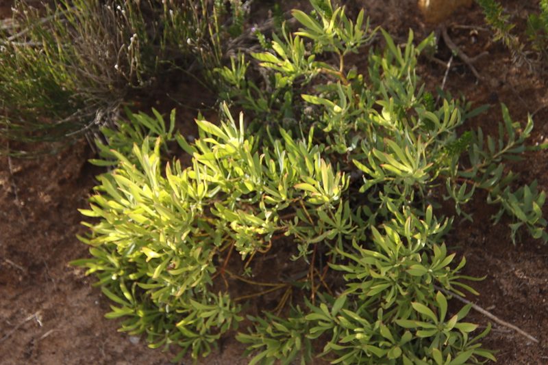 Leucadendron salignum, photographed by Tony Rebelo