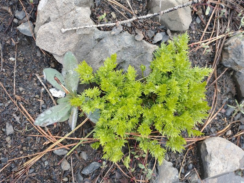 Aspidotis densa, photographed by Drew Meyer
