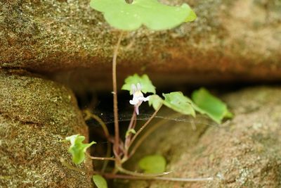 Cymbalaria muralis, photographed by Dr. Sven Gippner