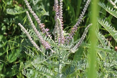 Amorpha canescens, photographed by Mark G