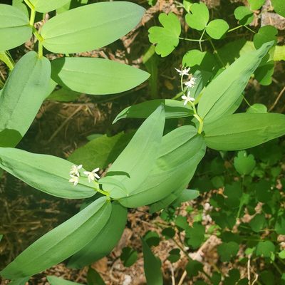 Maianthemum stellatum, photographed by Laura Gaudette