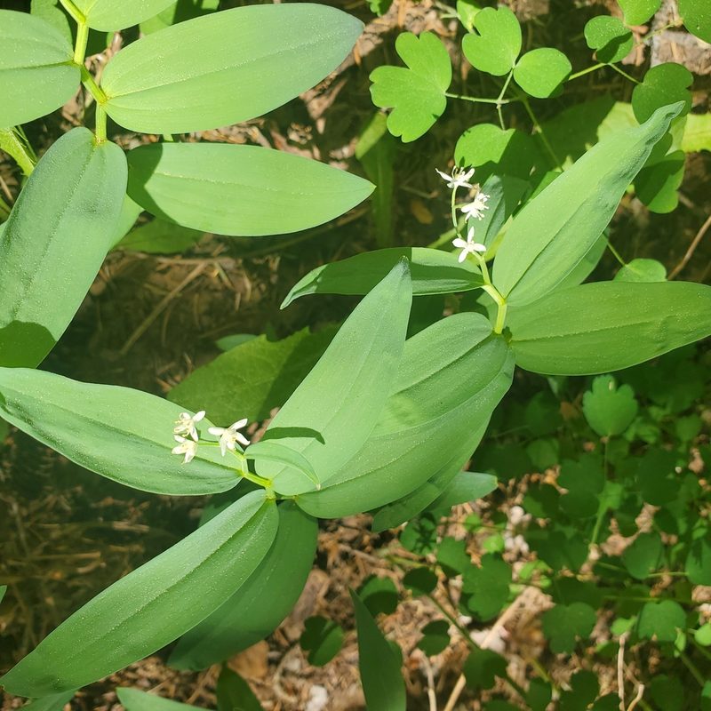 Maianthemum stellatum, photographed by Laura Gaudette