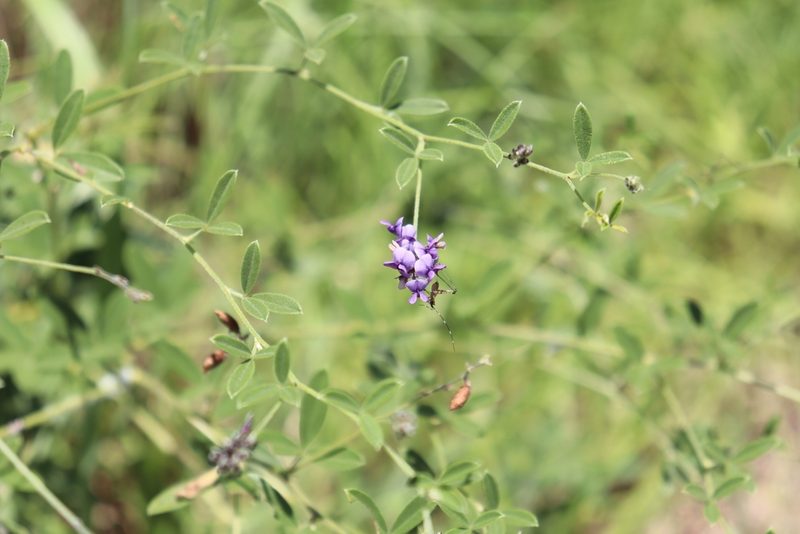 Pediomelum tenuiflorum, photographed by Mark G