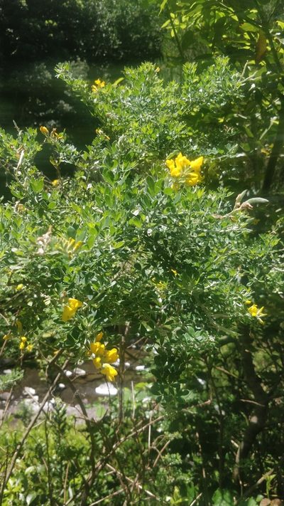 Genista maderensis, photographed by Vítor Jorge