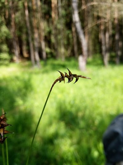 Carex davalliana, photographed by Vladimír Fuka