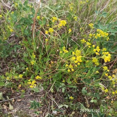 Rorippa sylvestris, photographed by Galyna Mykytynets