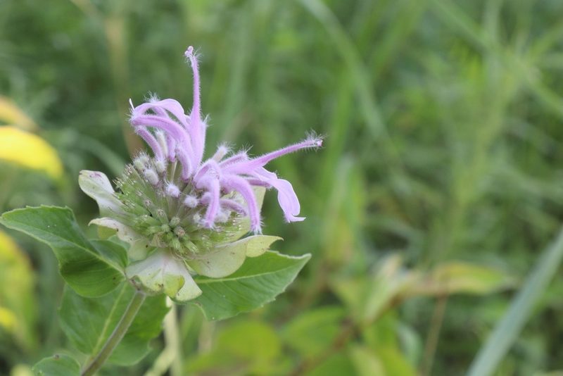 Monarda fistulosa, photographed by Mark G