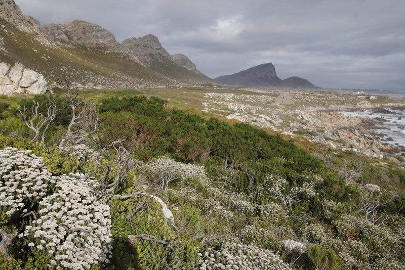 Psoralea pinnata, photographed by Tony Rebelo
