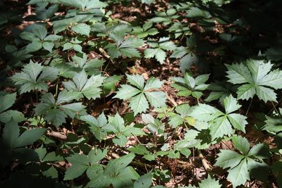Parthenocissus quinquefolia, photographed by Mark G