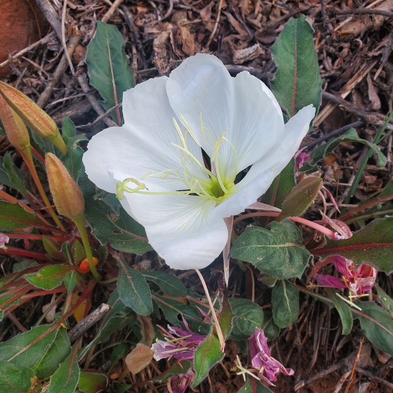 Oenothera cespitosa, photographed by Laura Gaudette