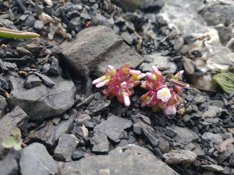 Claytonia saxosa, photographed by Drew Meyer