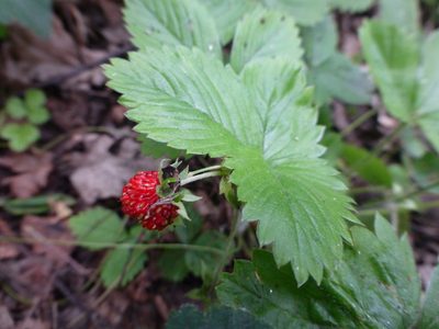 Fragaria vesca, photographed by Sheelagh Halsey