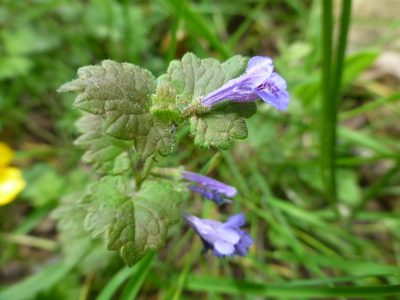 Glechoma hederacea, photographed by Sheelagh Halsey