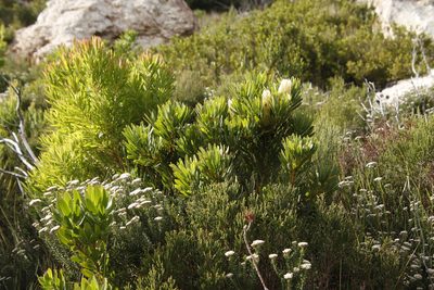 Protea repens, photographed by Tony Rebelo