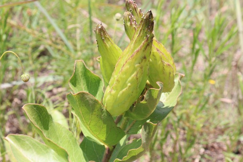 Asclepias viridis, photographed by Mark G