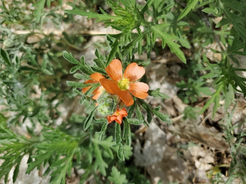 Sphaeralcea coccinea, photographed by Sam Wilber