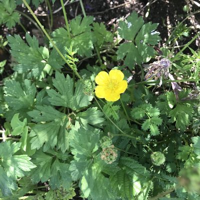 Ranunculus repens, photographed by Antony Coombs