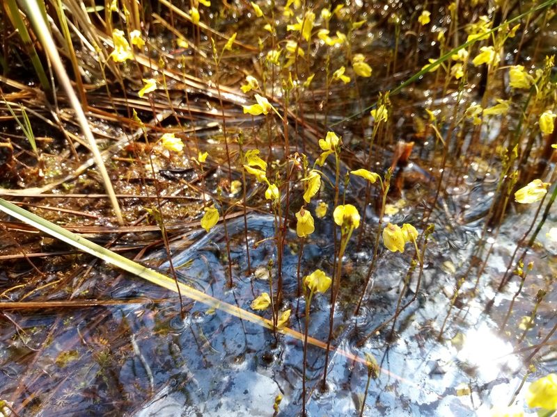 Utricularia minor, photographed by Vladimír Fuka