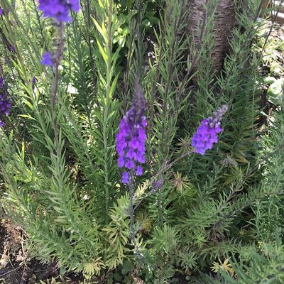 Linaria purpurea, photographed by Antony Coombs