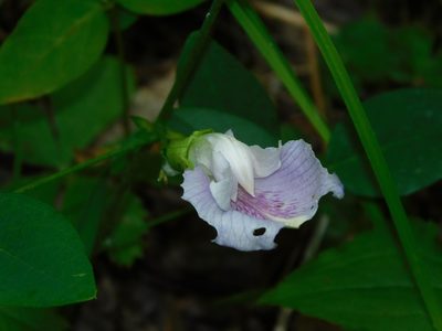 Clitoria mariana, photographed by Michael J. Papay