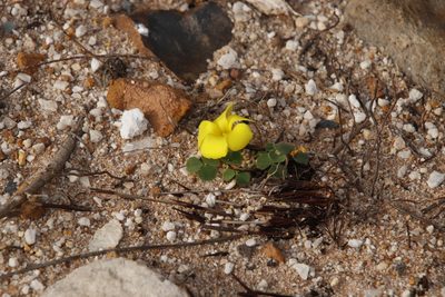 Oxalis luteola, photographed by Tony Rebelo