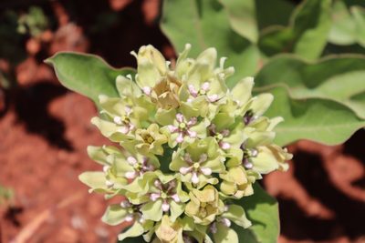 Asclepias viridis, photographed by Mark G