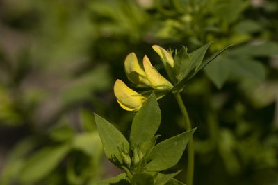 Lotus corniculatus, photographed by Tina Ellegaard Poulsen