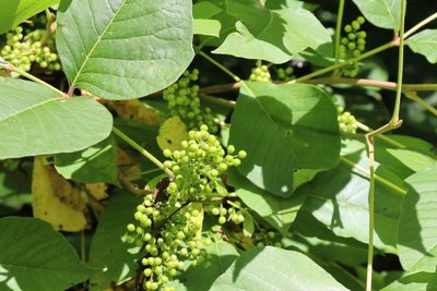 Toxicodendron radicans
