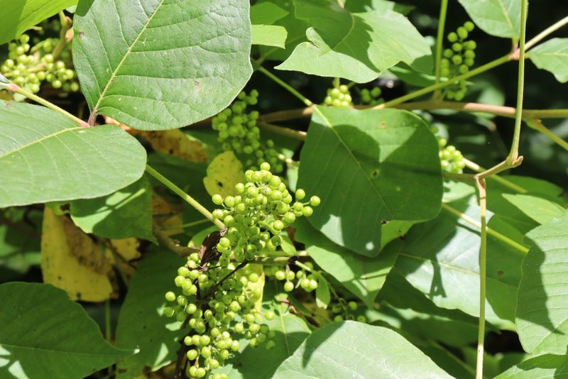 Toxicodendron radicans, photographed by Mark G