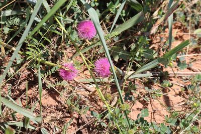 Mimosa nuttallii, photographed by Mark G