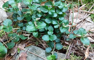 Mitchella repens, photographed by Larry Jensen