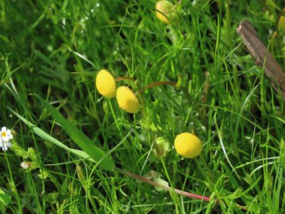 Cotula coronopifolia