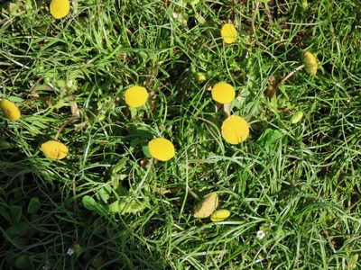 Cotula coronopifolia, photographed by Erin Springinotic
