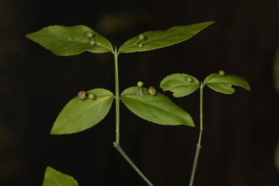 Euonymus americanus, photographed by Judy Gallagher