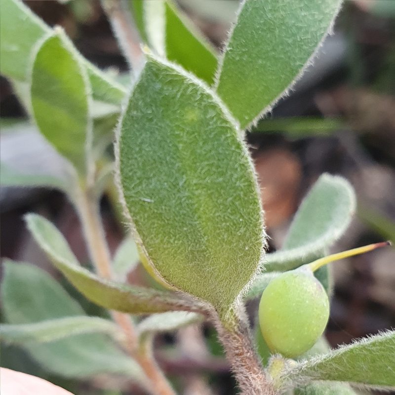 Persoonia rigida, photographed by ronavery