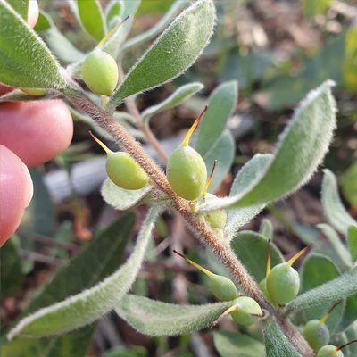 Persoonia rigida, photographed by ronavery