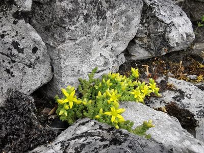 Sedum acre, photographed by Rachel Webster