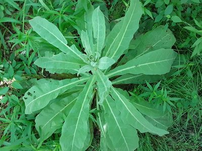 Verbascum thapsus, photographed by Larry Jensen