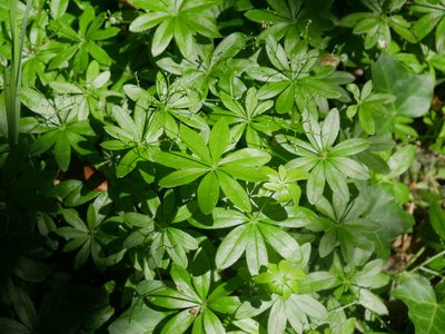 Galium odoratum, photographed by Christian Kahle