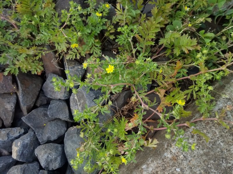 Potentilla supina, photographed by Vladimír Fuka
