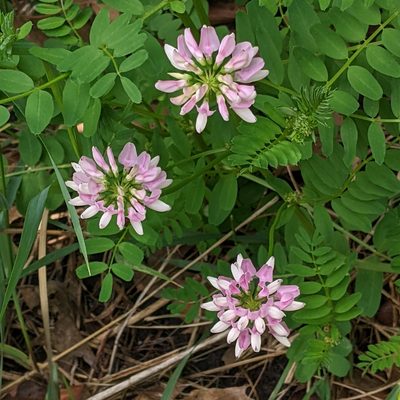 Coronilla varia, photographed by cgmayers