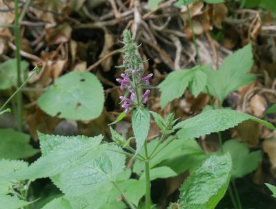 Stachys sylvatica, photographed by Christian Kahle