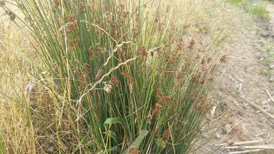 Juncus patens, photographed by AJ Wacaser