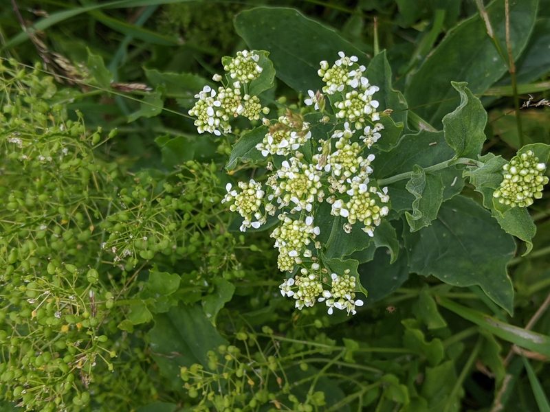Lepidium draba, photographed by Piermario Maculan